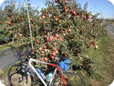 Apple Ride 1.jpg